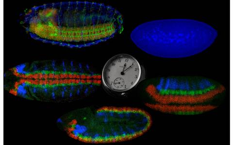 Ein Taufliegen-Embryo verändert sich in nur etwa zwölf Stunden drastisch