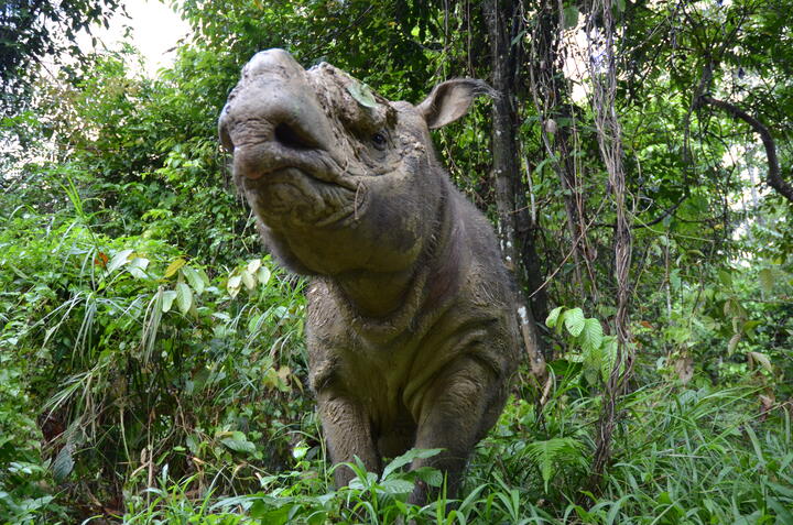 Sumatran rhino in the jungle